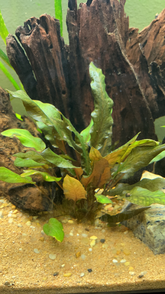 Cryptocoryne luisante (Cryptocoryne × willisii 'lucens')