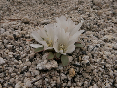 Lewisia kelloggii