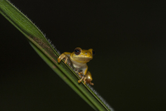 Dendropsophus minutus
