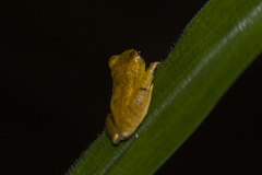 Dendropsophus minutus