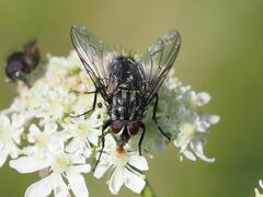 Billaea triangulifera