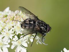 Billaea triangulifera