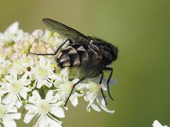 Billaea triangulifera