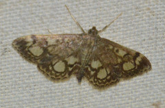 Anania coronata