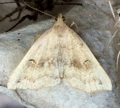 Phalaenostola eumelusalis