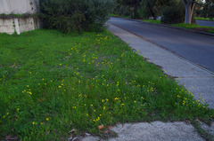 Senecio pinnatifolius latilobus