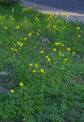 Senecio pinnatifolius latilobus