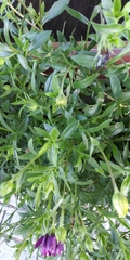 Dimorphotheca jucunda