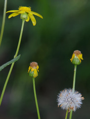 Senecio pinnatifolius latilobus