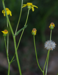 Senecio pinnatifolius latilobus