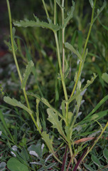 Senecio pinnatifolius latilobus