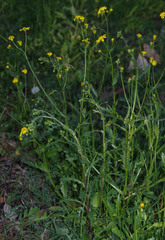 Senecio pinnatifolius latilobus