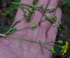 Senecio pinnatifolius latilobus