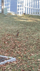 Turdus migratorius