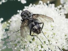 Billaea triangulifera