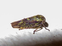 Idiocerus herrichii