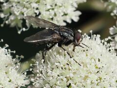 Billaea triangulifera