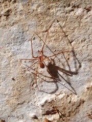 Nesticus cellulanus