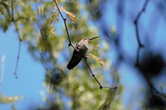 Cynanthus latirostris