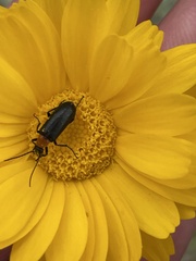 Nemognatha selanderi