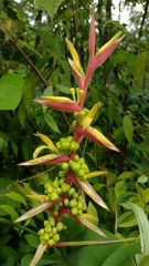 Heliconia spissa