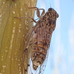 Cicada barbara
