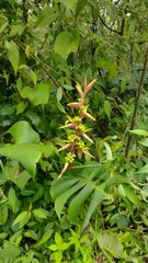 Heliconia spissa