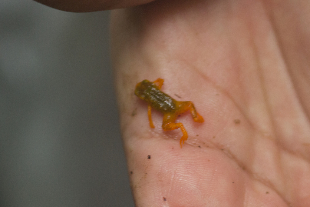 Morro Do Corcovado Flea Toad