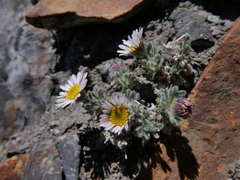 Erigeron vagus