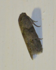 Blastobasis phycidella