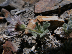 Erigeron vagus