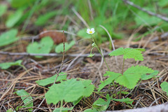 Fragaria vesca bracteata