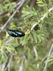 Altica obliterata