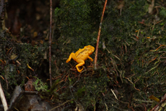 Brachycephalus guarani