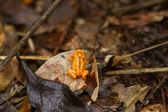 Brachycephalus guarani