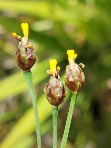 Image of Xyris calcicola by (c) Jay Horn, some rights reserved (CC BY)