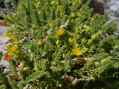 Ivesia shockleyi