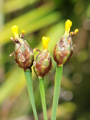 Image of Xyris calcicola by (c) Jay Horn, some rights reserved (CC BY)