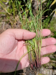 Xyris calcicola