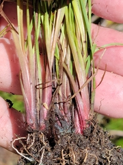 Xyris calcicola