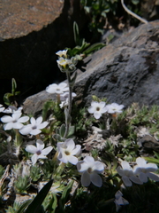 Draba breweri