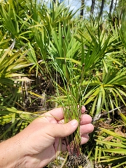 Xyris calcicola
