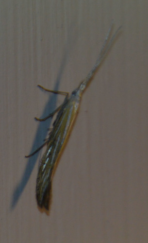 Coleophora ornatipennella