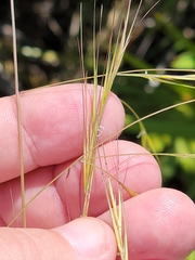 Aristida patula