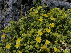 Ivesia shockleyi