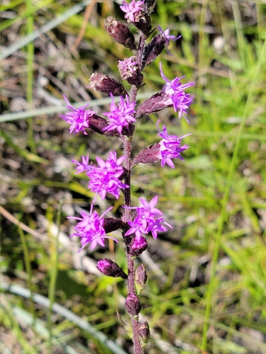 Image of Liatris garberi by (c) Jay Horn, some rights reserved (CC BY)