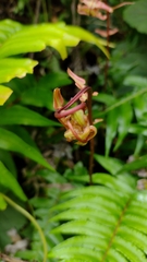 Blechnum appendiculatum