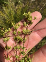 Hypericum lloydii