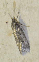 Diurnea fagella
