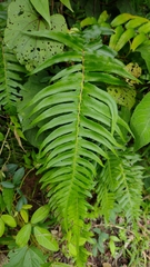 Blechnum appendiculatum